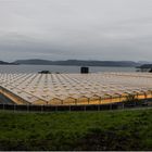 Tomaten aus Finnøy (24.08.2017)