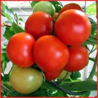 Tomaten aus Gerda`s Garten