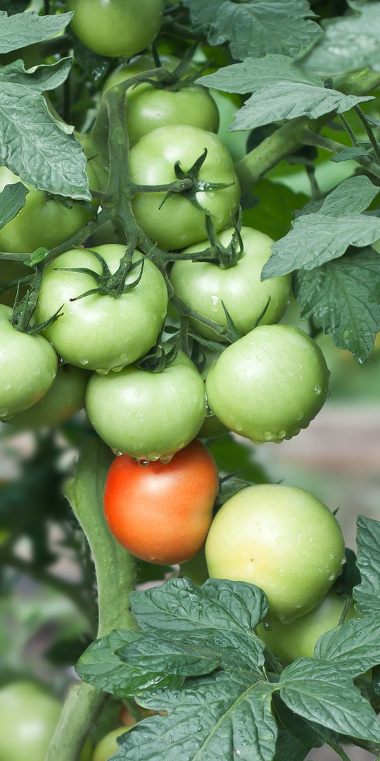 Tomaten aus meinem Garten