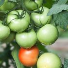 Tomaten aus meinem Garten