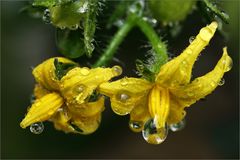 Tomaten-Blüten...