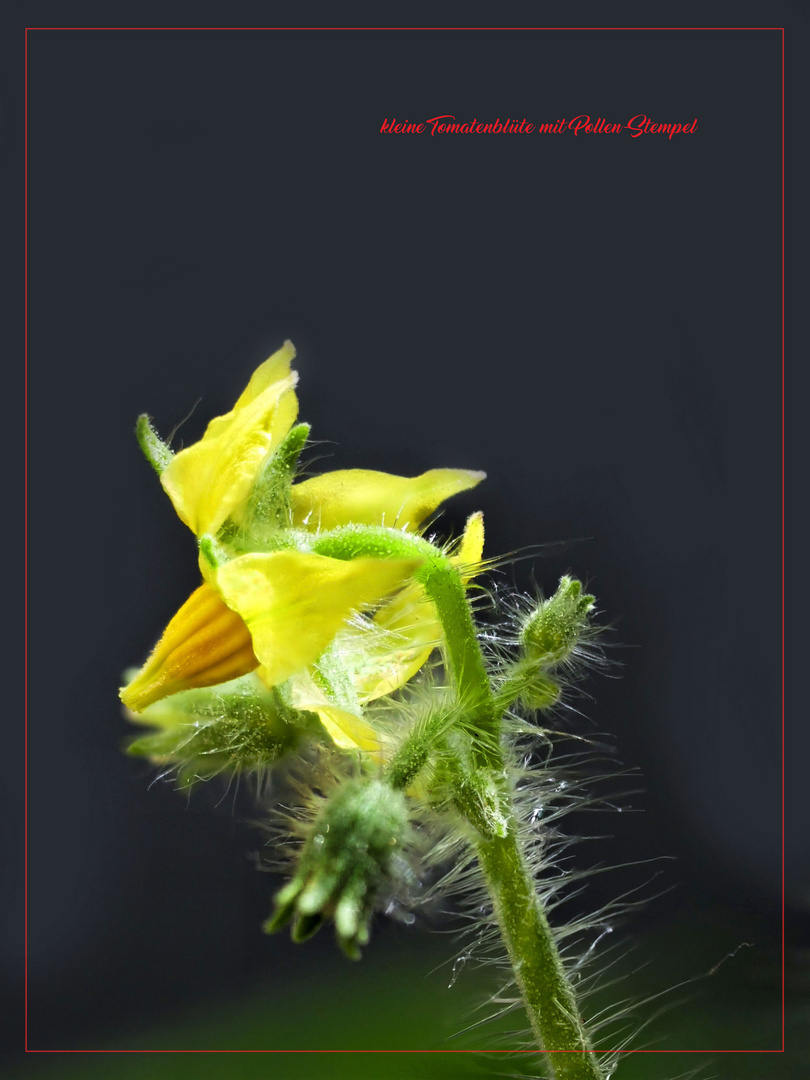 Tomaten Blüten-Nachzügler