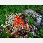 Tomaten-Blumenkohlsalat an Unkraut (Fotokunst-Version, nicht totgeblitzt)