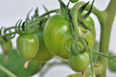 Tomaten