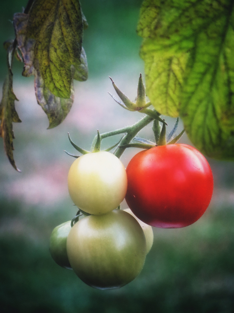 Tomaten Foto &amp; Bild | stillleben, food-fotografie, obst &amp; gemüse Bilder ...