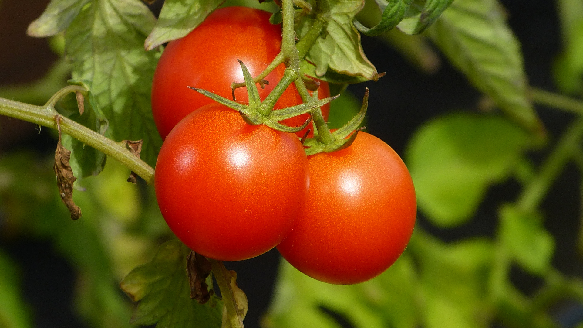 Tomaten