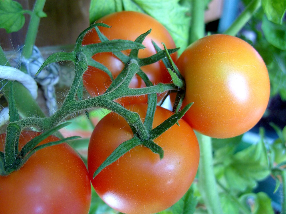 Tomaten