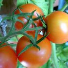 Tomaten