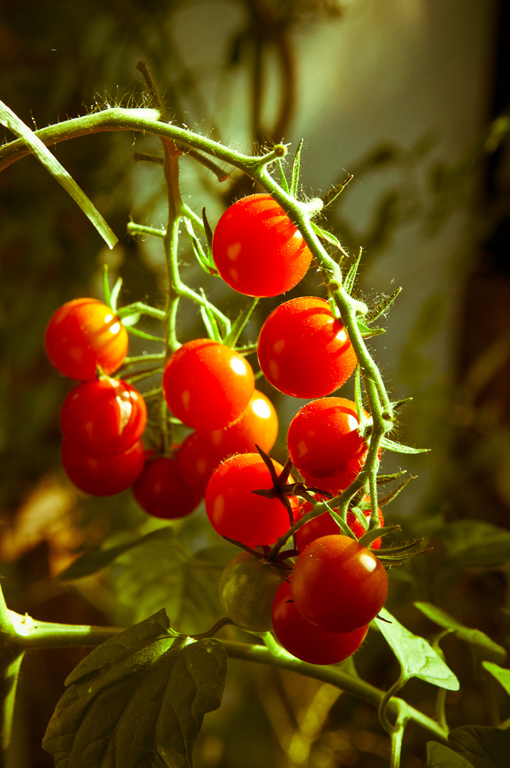 Tomaten