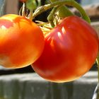 Tomaten 