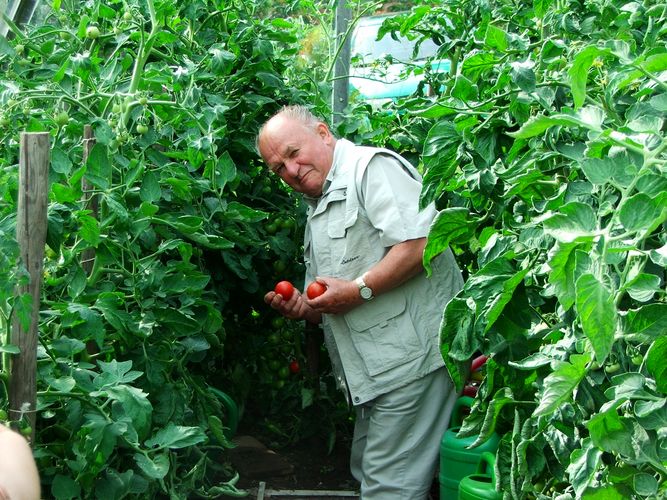 Tomaten ,die esten in diesen Jahr......