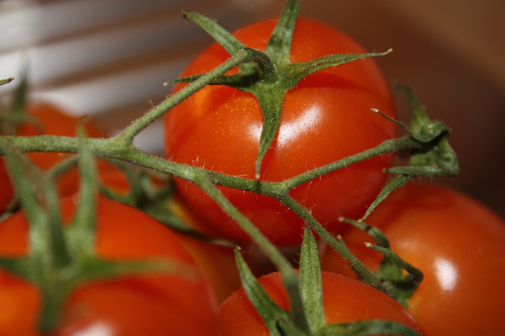 Tomaten