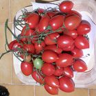 Tomaten - ein Kilo Geschmack nach Sonne und Bolsena