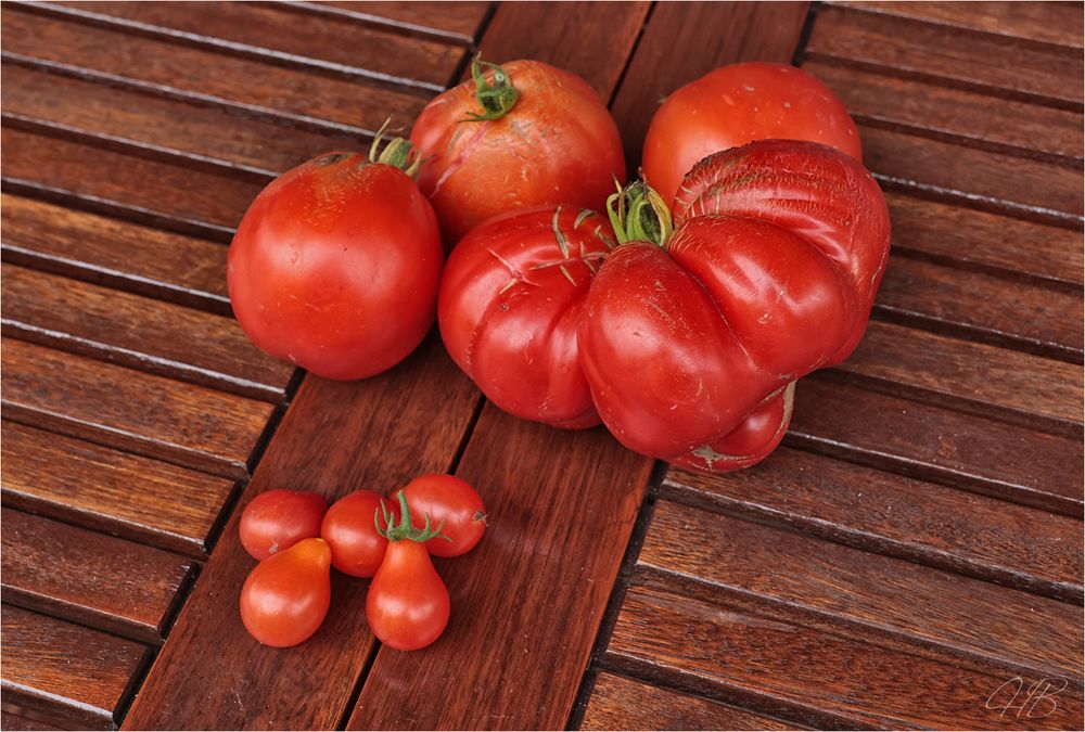 Tomaten Ernte