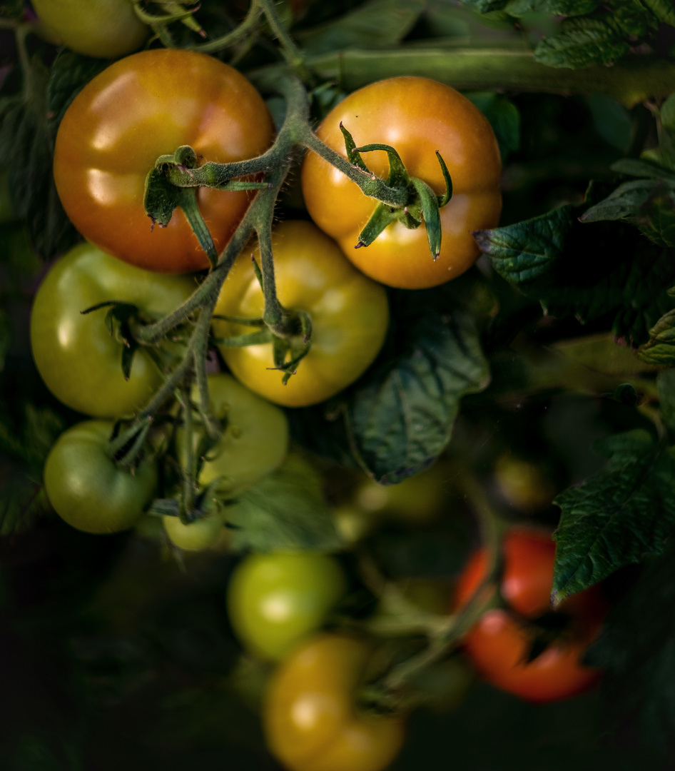 Tomaten - Ernte 