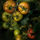 Tomaten - Ernte 