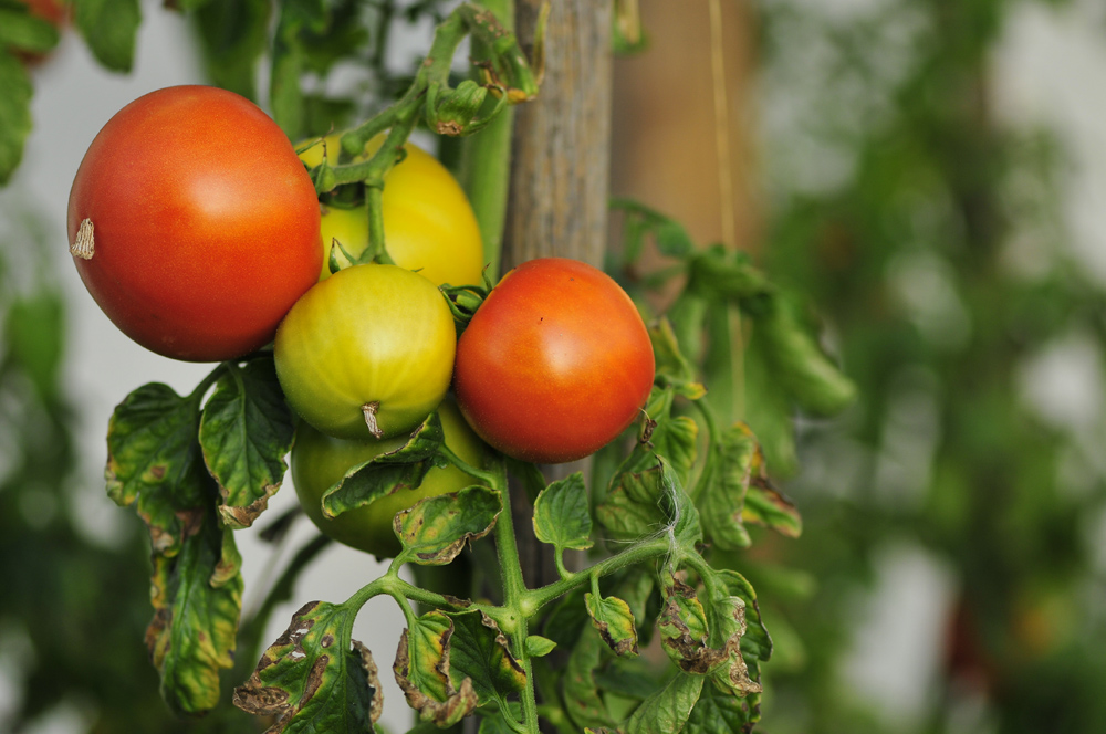 TOMATEN