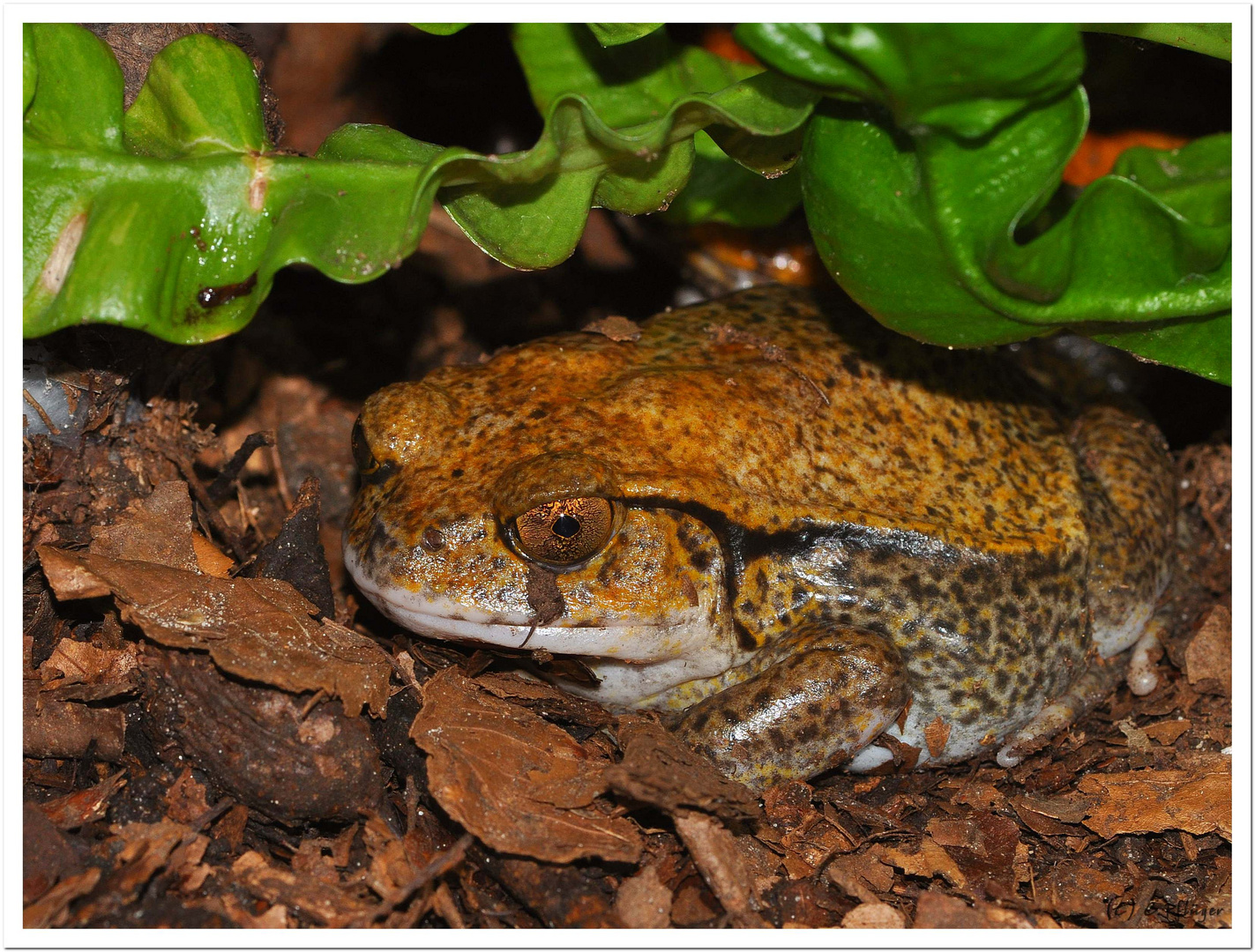 Tomaten Frosch