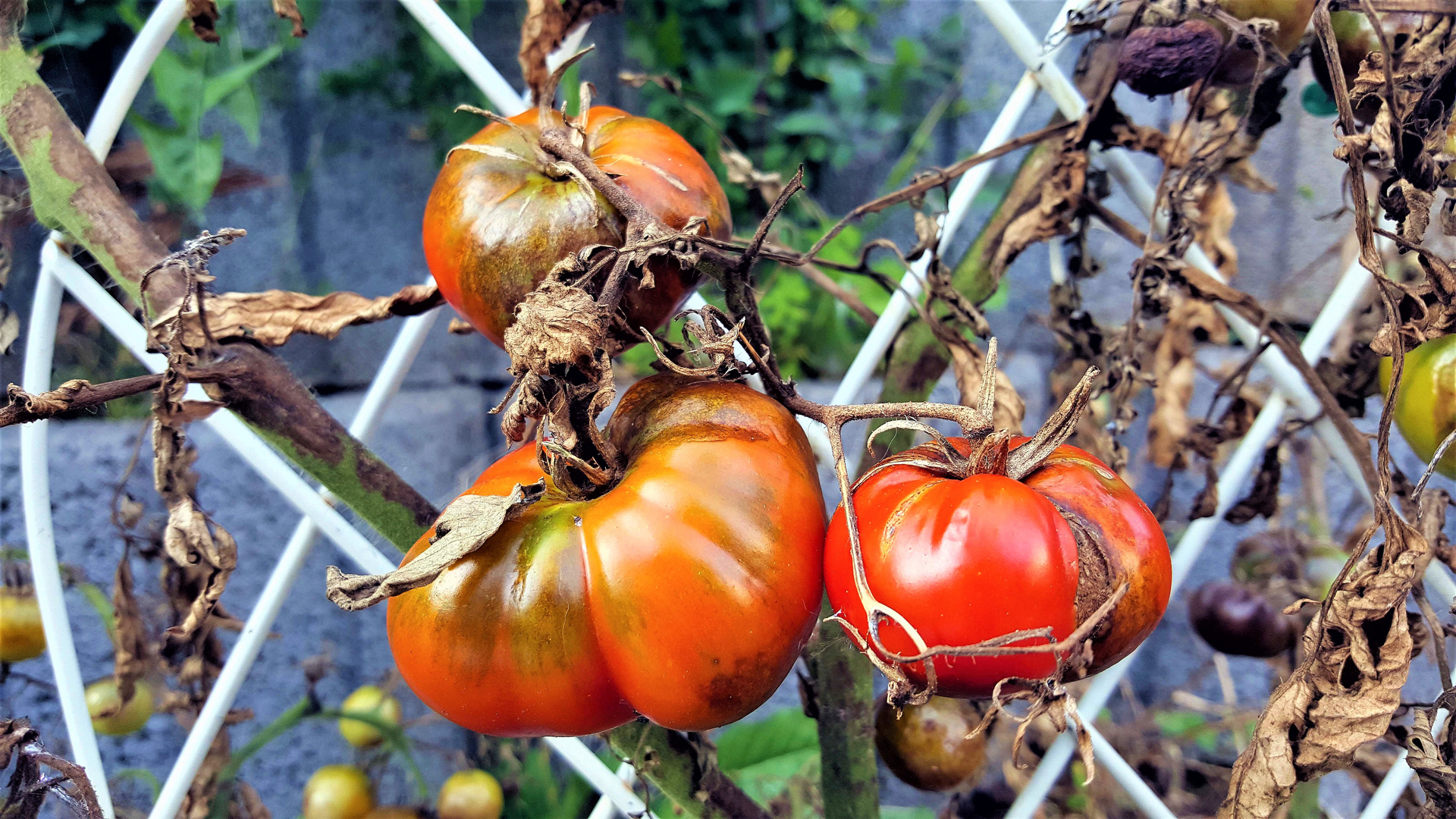 Tomaten für meine Küche