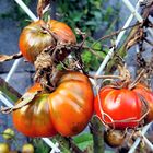 Tomaten für meine Küche