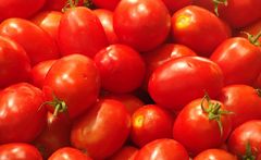 Tomaten gefällig ?