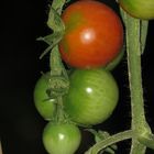 Tomaten im Blitzlicht