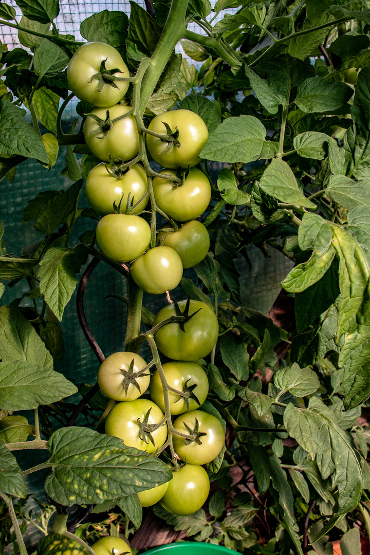 Tomaten im Garten...