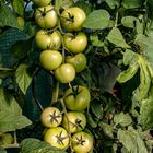 Tomaten im Garten...