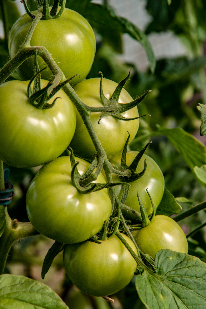 Tomaten im Garten...