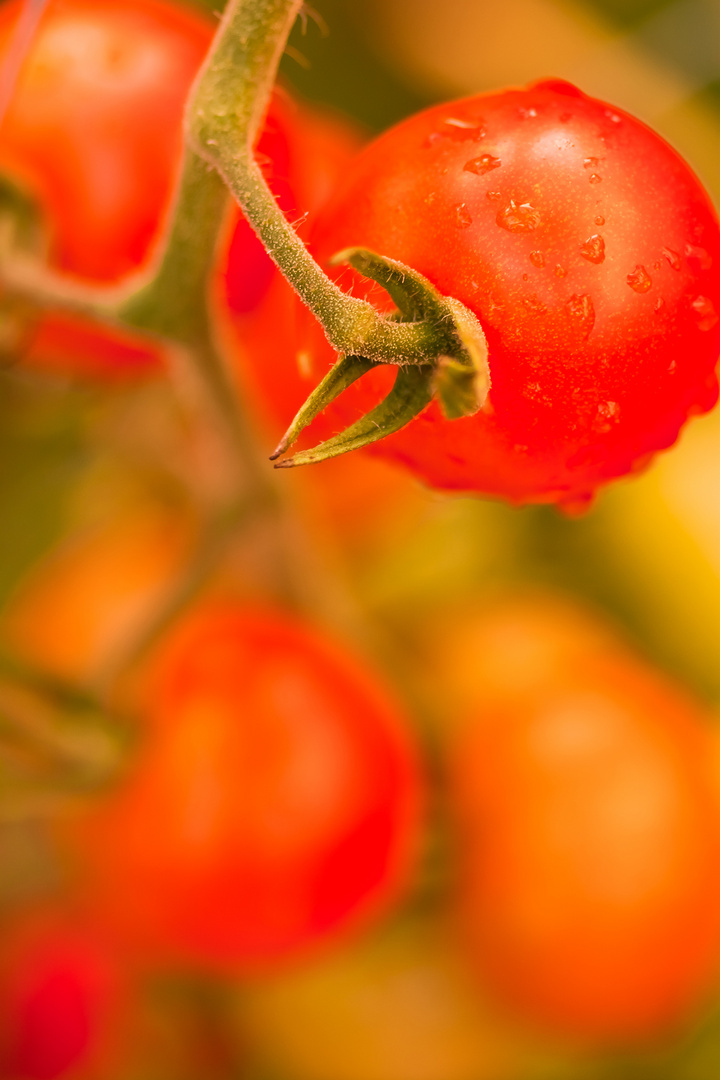 Tomaten im Garten