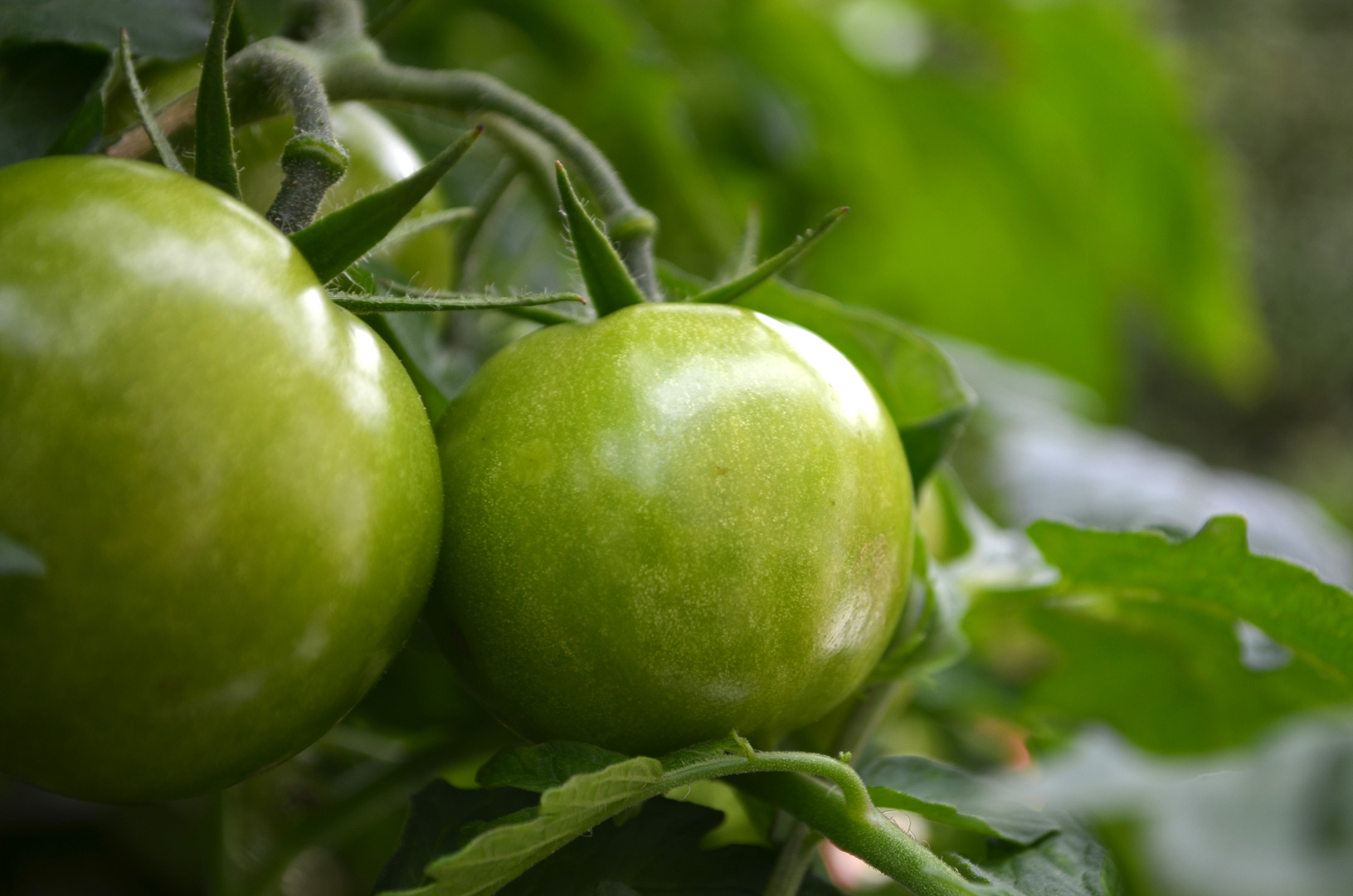 Tomaten im Garten