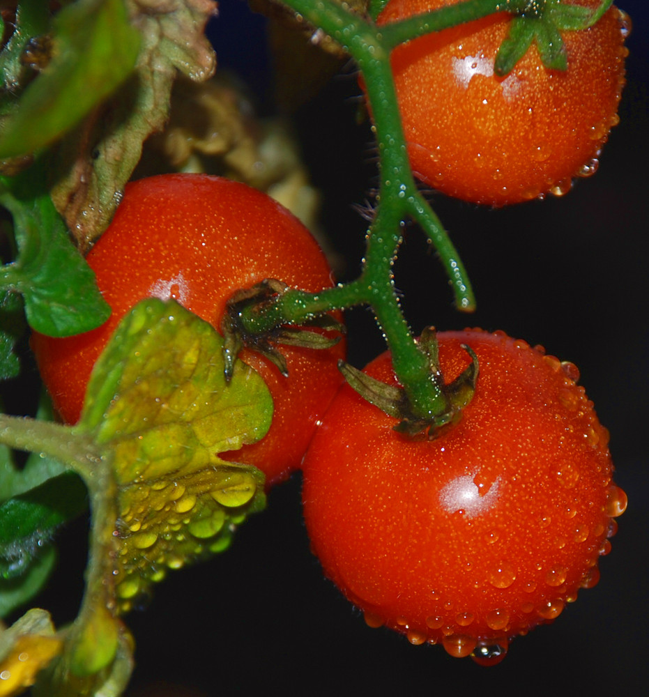 Tomaten im Regen