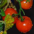 Tomaten im Regen