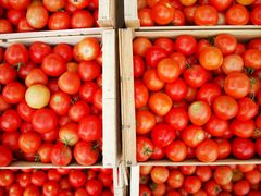 Tomaten in der Sonne der Provence