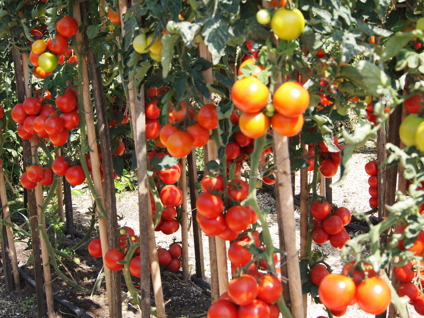 Tomaten in Hülle und Fülle