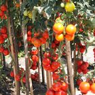 Tomaten in Hülle und Fülle