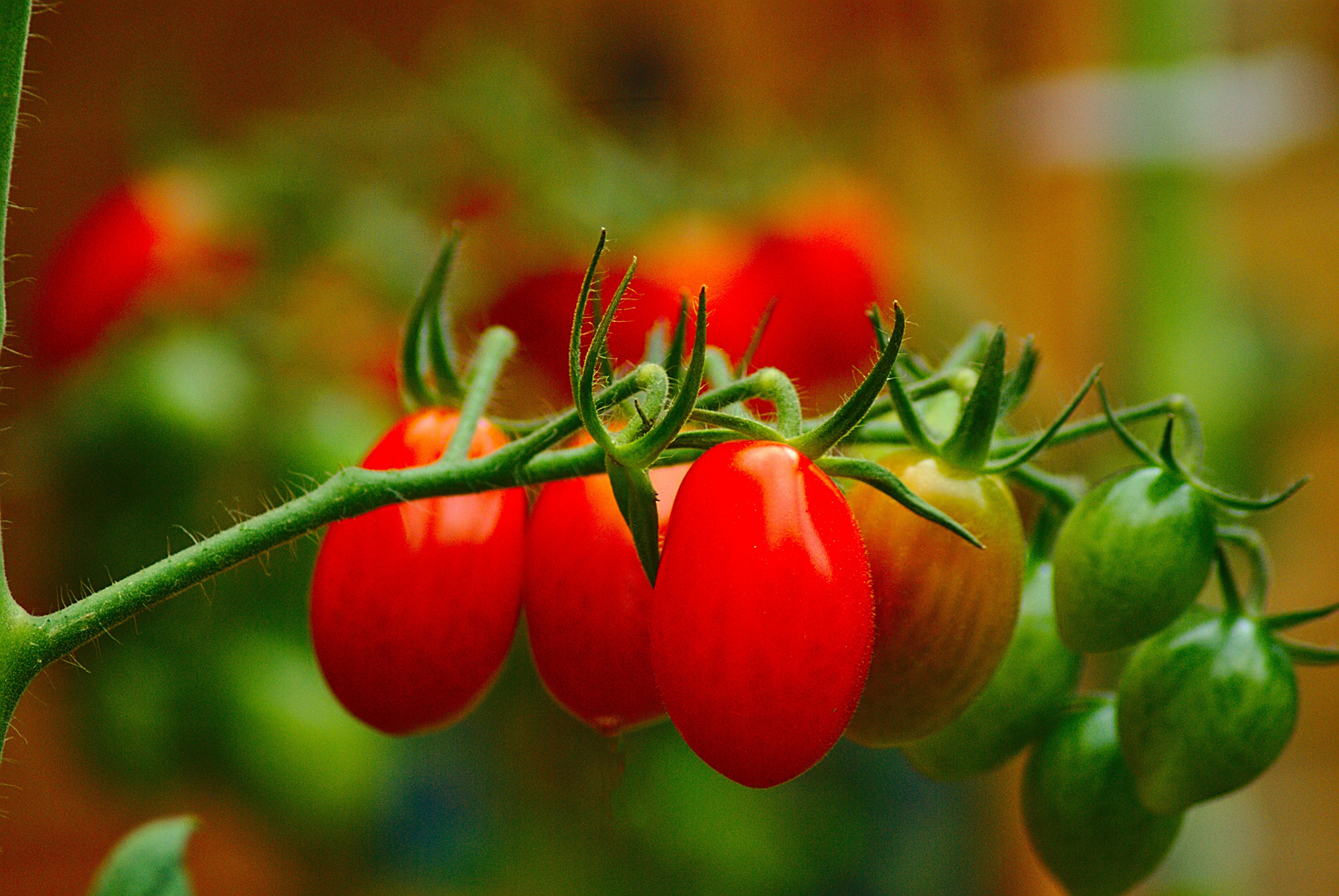 Tomaten in meinem Garten