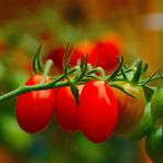 Tomaten in meinem Garten