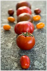 Tomaten in Reih und Glied