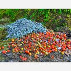 Tomaten-Lauchsalat an Unkraut