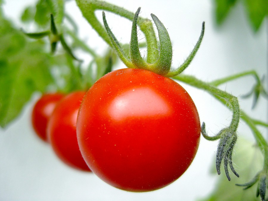 Tomaten - lecker