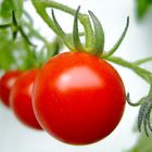 Tomaten - lecker