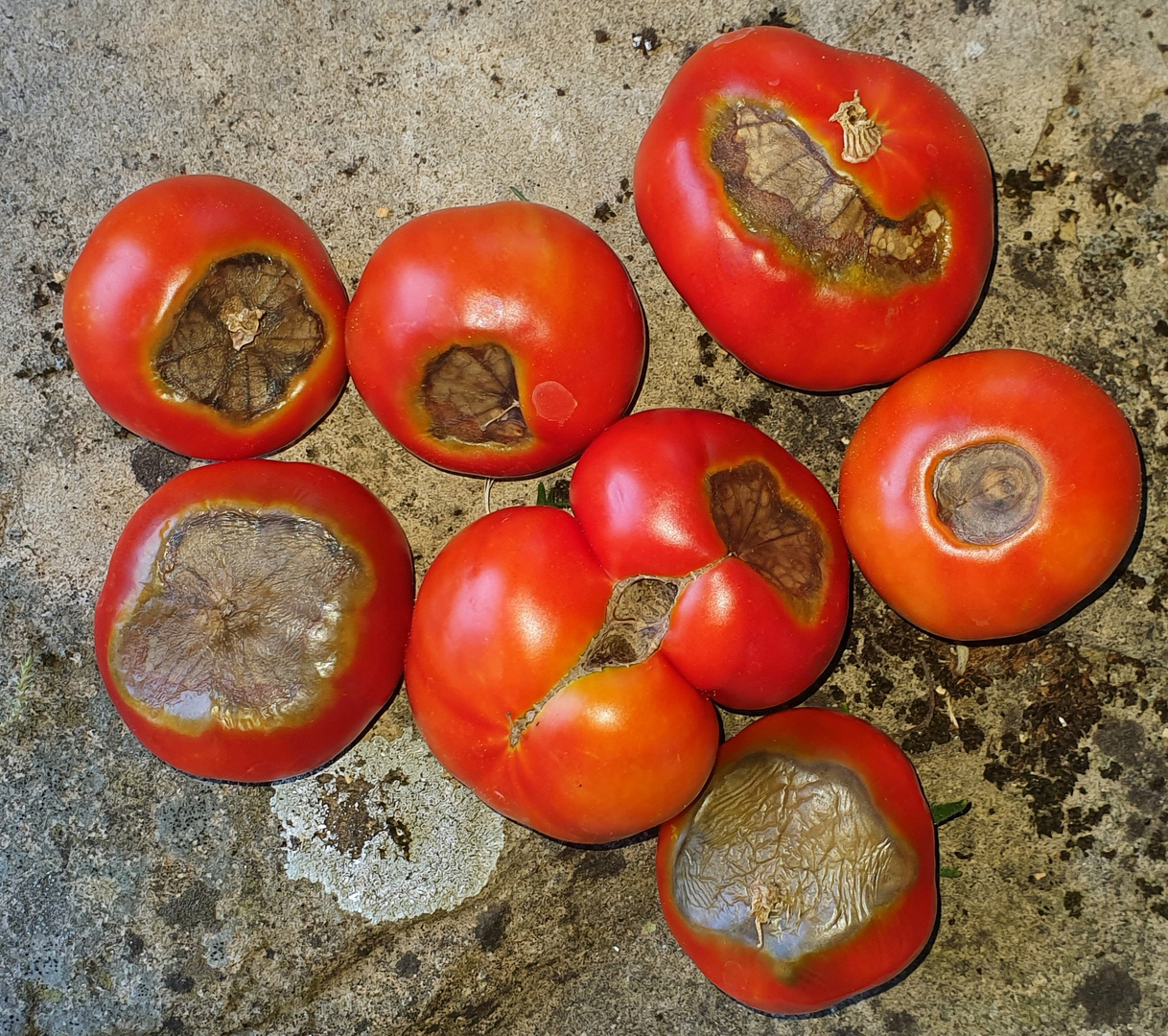 Tomaten mit Blütenendfäule