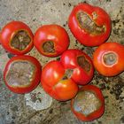 Tomaten mit Blütenendfäule