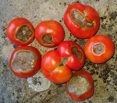 Tomaten mit Blütenendfäule