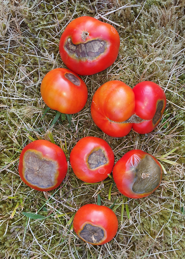 Tomaten mit Blütenendfäule