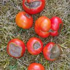 Tomaten mit Blütenendfäule