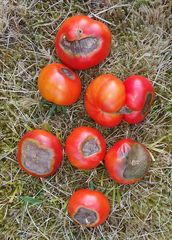Tomaten mit Blütenendfäule
