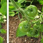 Tomaten, noch grün**