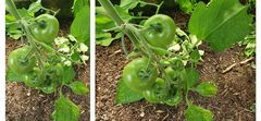 Tomaten, noch grün**